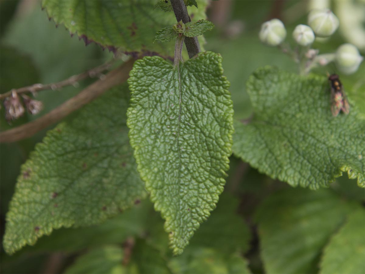 Teucrium scorodonia